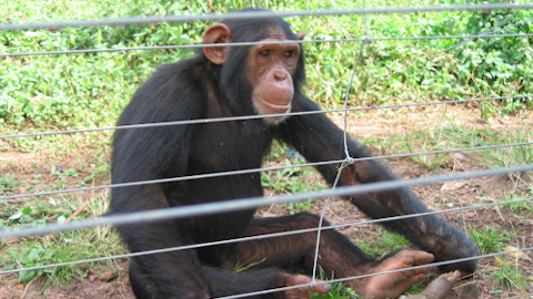 chimp2