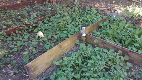 garden-view7