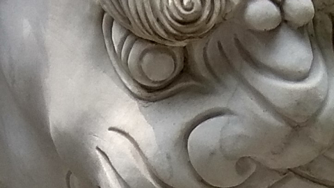 lion13
