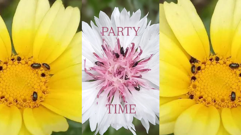 party
