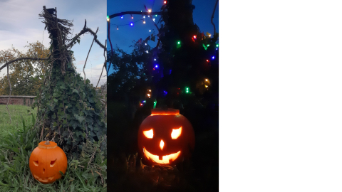 pumpkin3