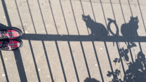 shadows1