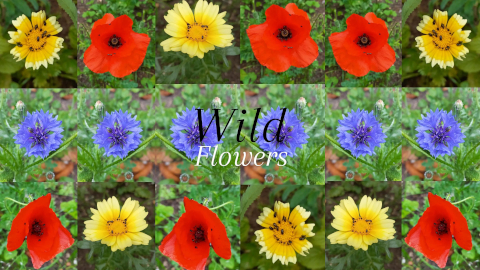 wild-flowers