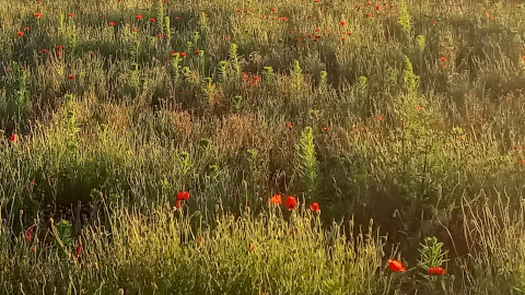 wild-flowers1